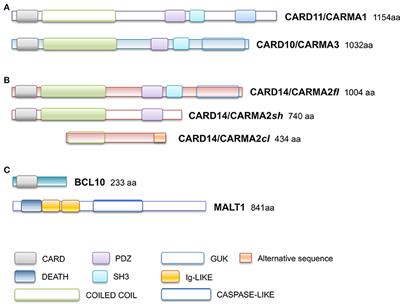 CARD14/CARMA2 Signaling and its Role in Inflammatory Skin Disorders